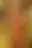 @lusteyeswomen.bsky.social background blur