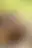 @sexypinups.bsky.social background blur
