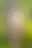 @thepriapicknave.bsky.social background blur