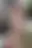 @thepriapicknave.bsky.social background blur