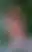 @thepriapicknave.bsky.social background blur